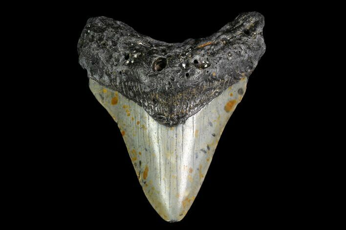 Fossil Megalodon Tooth - North Carolina #149391